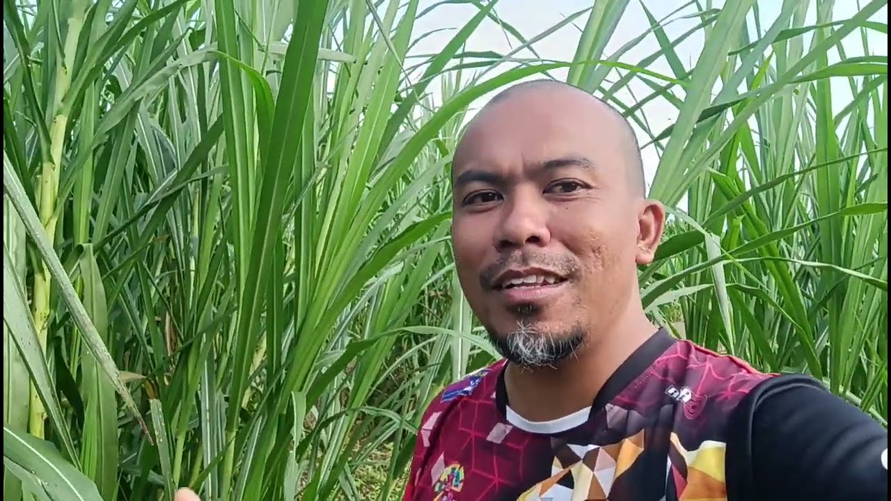 Ep 70: Ilmu Membuat Silaj Rumput Napier! Ilmu Untuk Dimanfaatkan Untuk Ternakan Ruminan