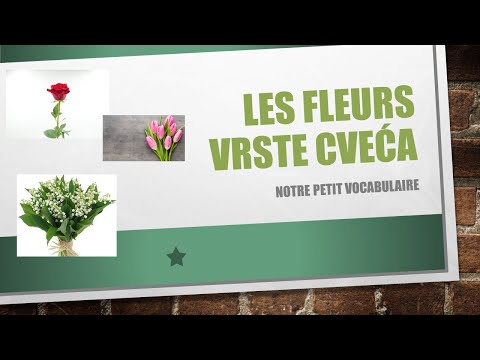 FRANCUSKI JEZIK- Les fleurs- Vrste cveća na francuskom