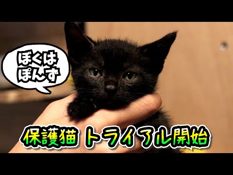 【保護猫】生後1か月のちいさな黒猫をお迎えしました【子猫】