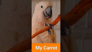 Move Over Bugs, This Carrot Is Mine