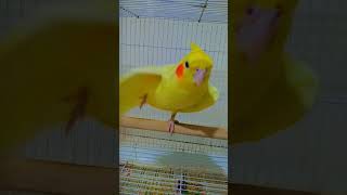 toto ❤titu ✨#toto #cute #love #tranding #shorts