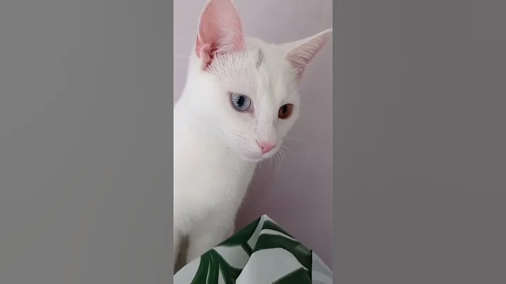 Watch the video about Life is beautiful with my fur babies❣️🐈 😺 #cat #cats #catsofyoutube #munchkin #turkishvan #blackcat