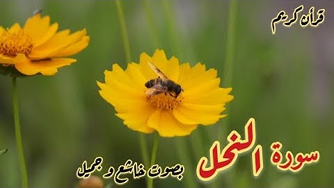 سورة النحل /بصوت خاشع و جميل