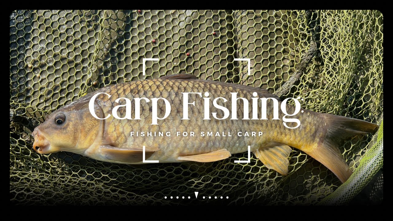 Carp Fishing Fishing for Small Carp YouTube
