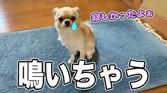 鳴く Youtube