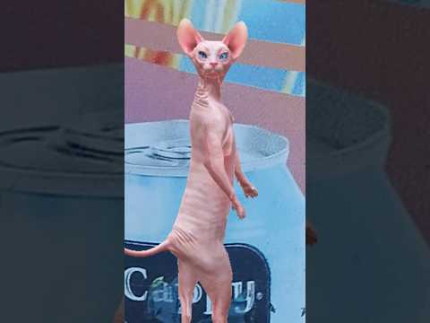 ندي حبيبة بابا