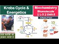 Krebs cycle याद करें आसान ट्रिक से || Krebs Cycle &  Energetics  ||  L-2 Unit-2 Biochemistry