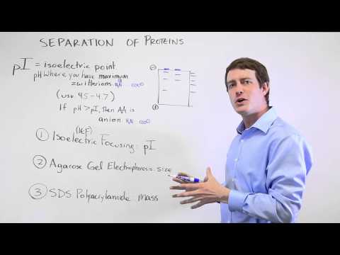 Protein Separation and