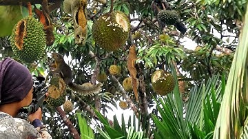 WADUH‼️ MASIH PAGI BUAH DURIAN HABIS DI LOBANNGI TUPAI NAKAL