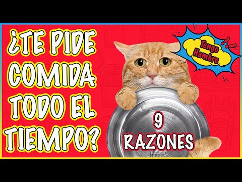 ¿Por Qué Mi Gato Está Siempre Hambriento? ¡Descubre la Respuesta! - SiamCatChannel hqdefault