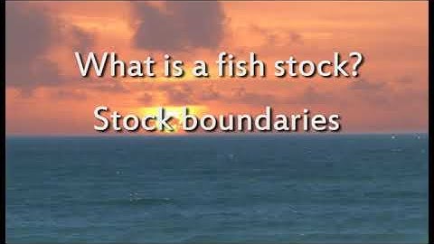 Fisheries Stock Assessment Modelling Video 02 - Schools of Fish