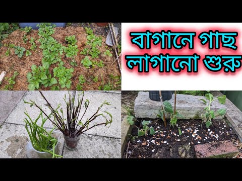 কলমি শাক ,হলিপা ডাল দিয়ে চারা তুলার উপায়/মিষ্টি কুমড়া চারা বাগানে চাষ করে দিলাম/Gardening UK 2026