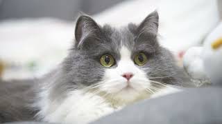😺😻CUTE CAT VIDEO part1💕💕#cat #cutecat #shorts #pets #love #cute #animals