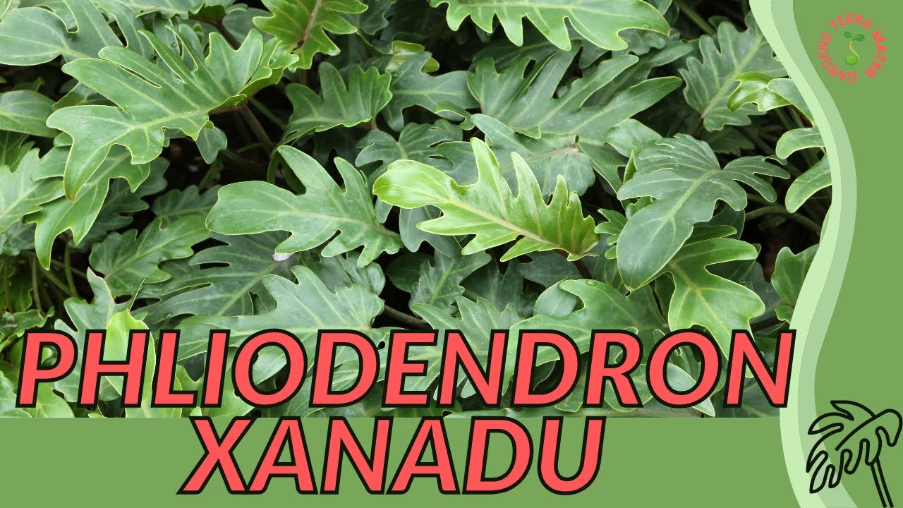 PHILODENDRON XANADU Information & Growing Tips!! (Thaumatophyllum