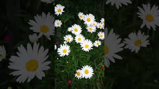 Daisies | Summer Blooms for Your Garden