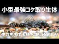 小型水槽で飼育できる最強コケ取りプレコ登場！ミニブッシープレコ #738【アクアリウム】