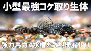 小型水槽で飼育できる最強コケ取りプレコ登場！ミニブッシープレコ #738【アクアリウム】