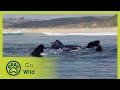 Whale Tale - Nature&#39;s Greatest Moments S03E07 - Go Wild