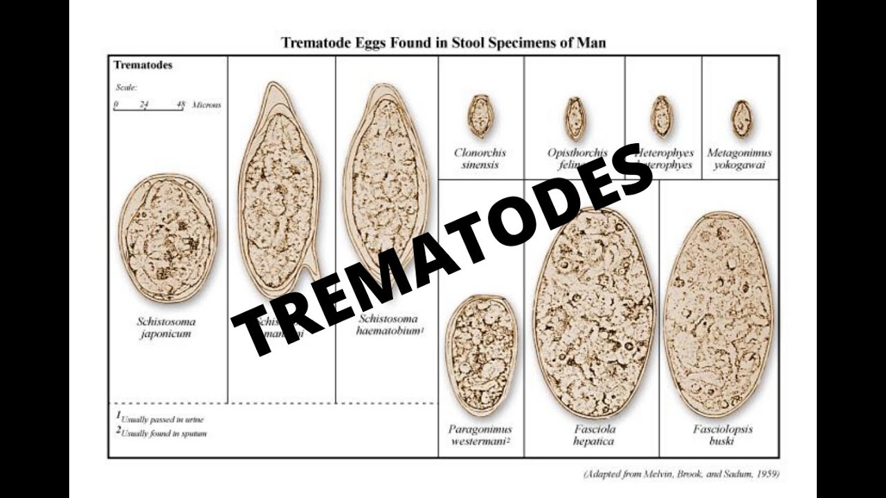 trematodes paraziták