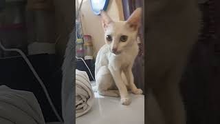 5 chize cat k apse nafrat kar va sakti he🐾😺#cat#catfunny #catvideos #catshorts #catfacts#simbanala