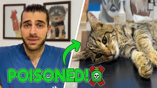 CAT POISONED! ( This Cat Ate Mouse Poison!)