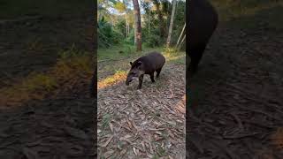 A Curious Tapir Walks Up for a Gentle Hello.#Tapir #WildlifeEncounter #ForestWalk #AnimalReel