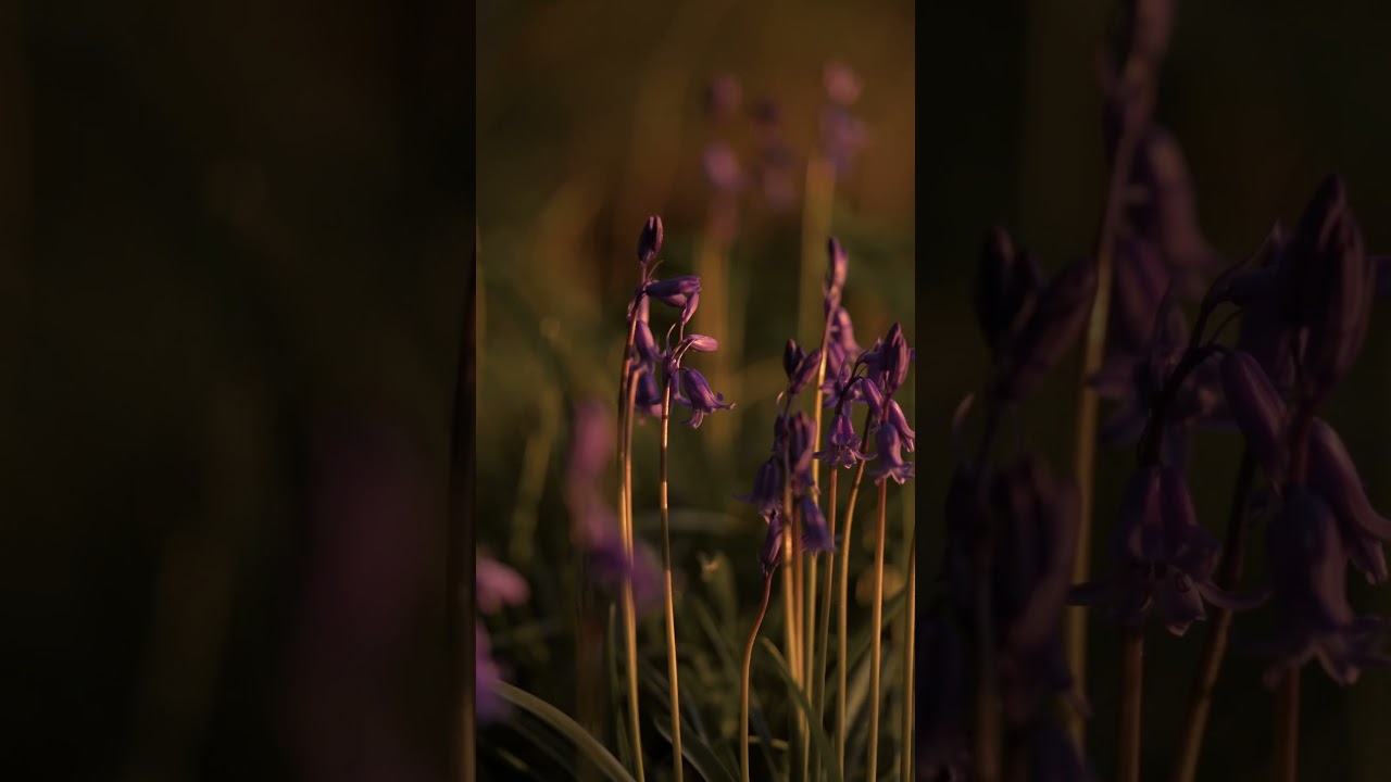 Spring in England 🍃 