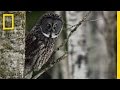 Great Grey Owl | Untamed Americas