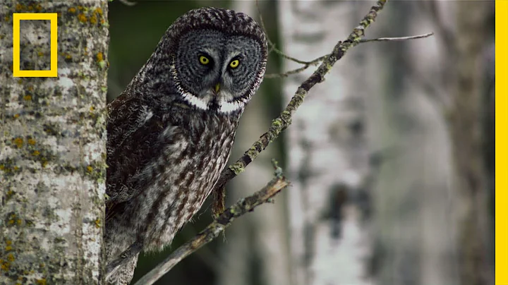 Great Grey Owl | Untamed Americas - DayDayNews