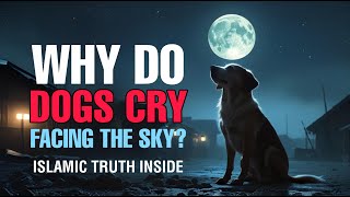 Why Do Dogs Cry at Night Facing the Sky? The Islamic Truth Will Shock You!