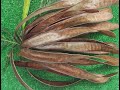 Usos y manejo agronómico de Leucaena leucocephala