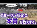 【初心者必見!!】超大事なブルーベリーの剪定で気を付けるべきこと5選【無肥料栽培】【道法スタイル実践レポート】
