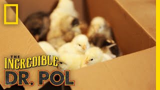 This One's For the Chicks - Season 2, Episode 2 | Barnyard Babies with Dr. Pol
