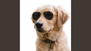 Happy Bark