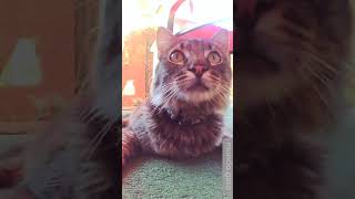 Espiando a mi gato con collar con camara.. by Mundo Gato 50 views 3 weeks ago 5 minutes, 31 seconds