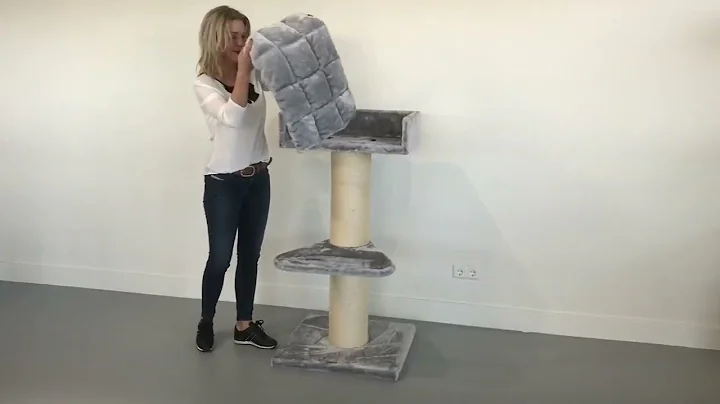 Video 4685741: big maine coon cat, grey maine coon, quality maine coon