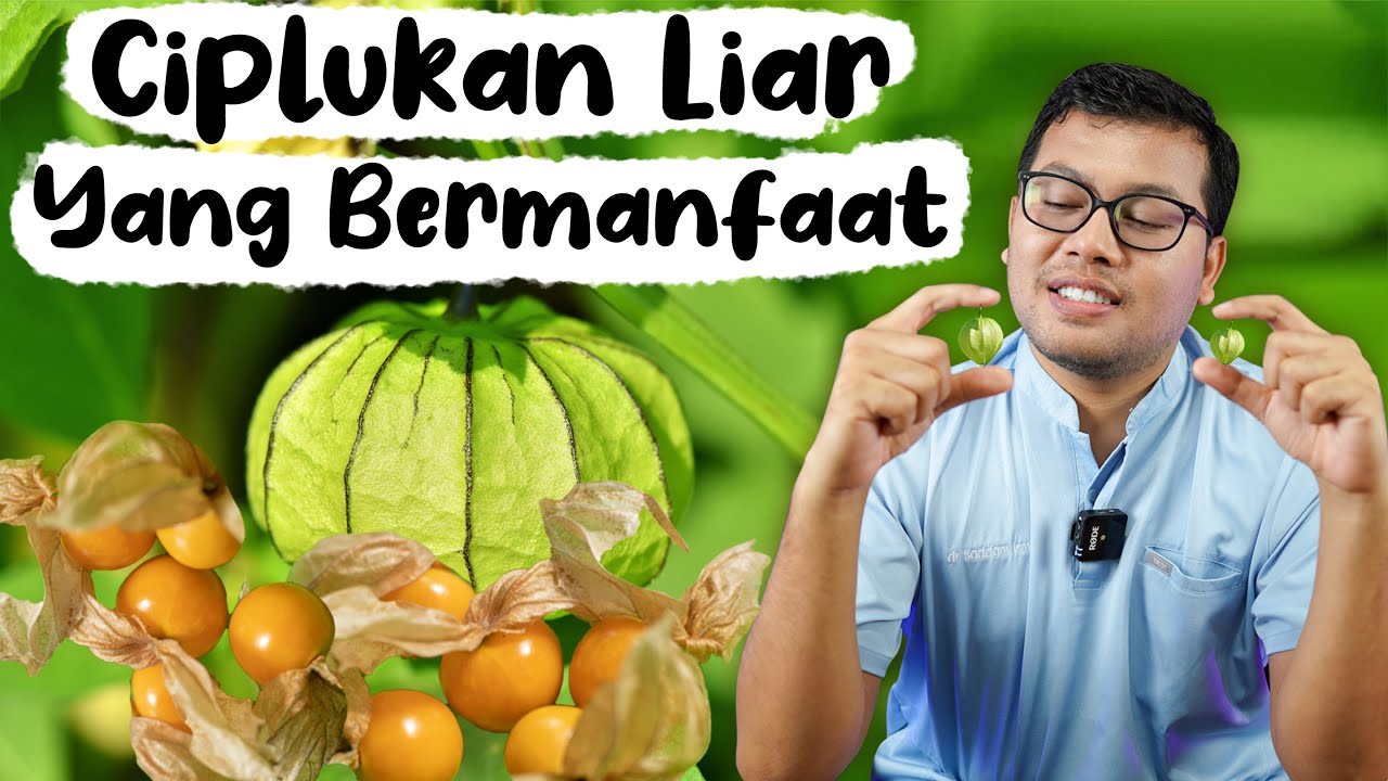 SEJUTA MANFAAT DARI BUAH CIPLUKAN LIAR - DOKTER SADDAM ISMAIL