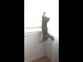 Прыжок кота \ Cat jump