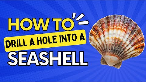 How To Drill A Hole Into A Seashell  🐚