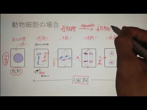 【生物基礎】体細胞分裂の全てを7分で解説します