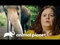 Elefante enfurece y ataca a familia durante exhibición | Solo y en peligro | Animal Planet