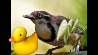 Nplhaib zoo poj quaj (Mi dat )