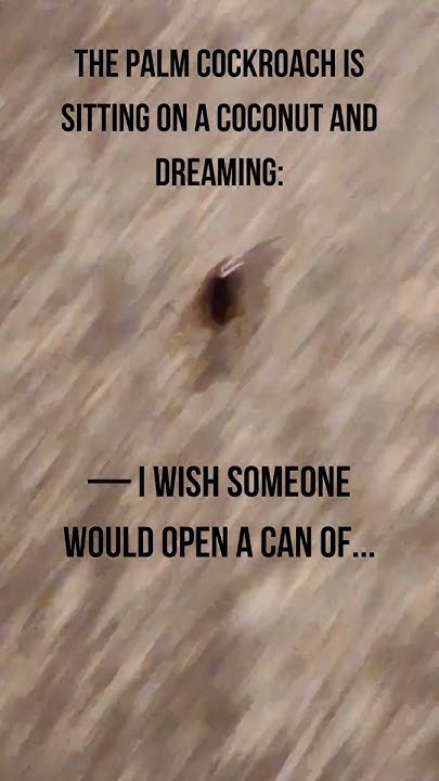 cockroach-joke-1-bugs-humor-insects-youtube
