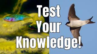 Most People Can't Answer These 20 Wildlife Questions Correctly...
