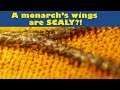 Exploring the Monarch Butterfly Wing