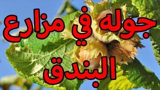 تركيا زرنا مزارع البندق وعرفنا كل ما يتعلق بالبندق من الالف الى الياء