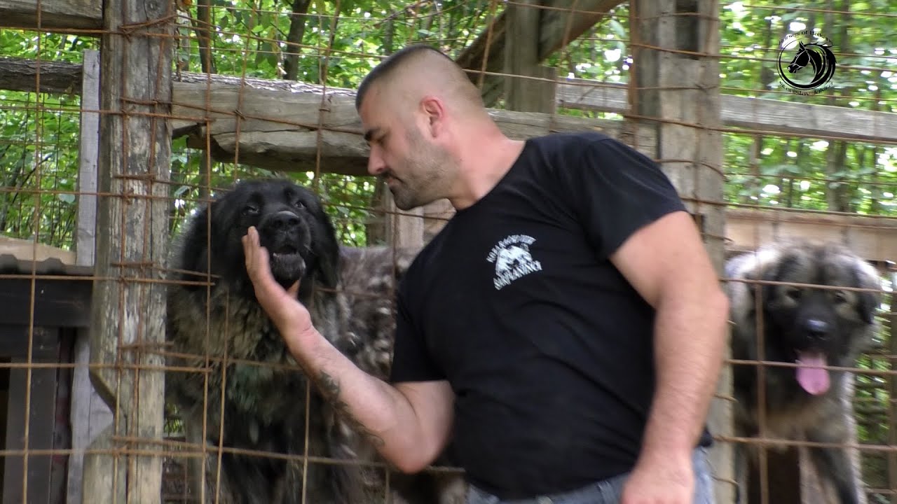 Opasni ŠARPLANINCI iz legla KOZARAČKOG VUKA -