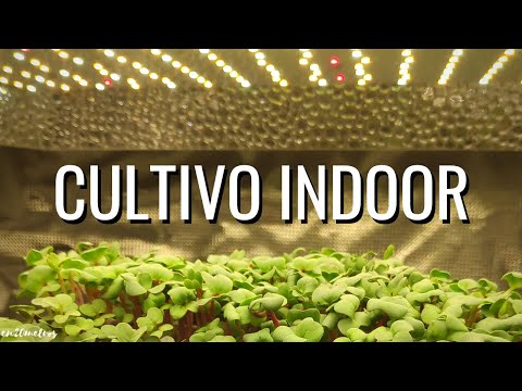 Video: Cultivo De Lechuga En Interiores