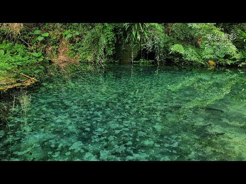 四十二份湧泉自然生態步道