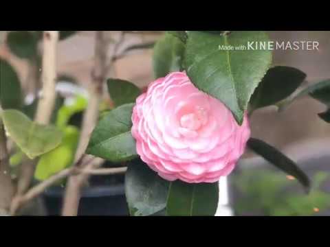 Video: Japonská Kamélia (28 Fotografií): Starostlivosť O Izbovú Rastlinu Japonica S Dvojitými Kvetmi Doma, Výsadba Semien A Pestovanie